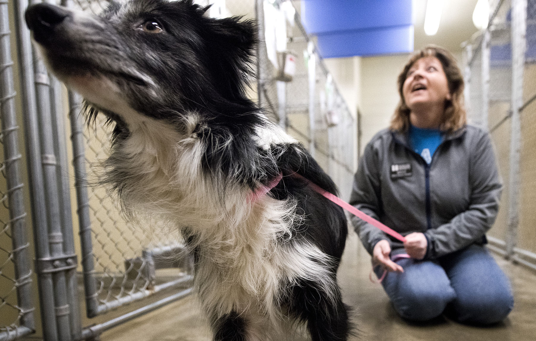 Hurricane shelter dogs